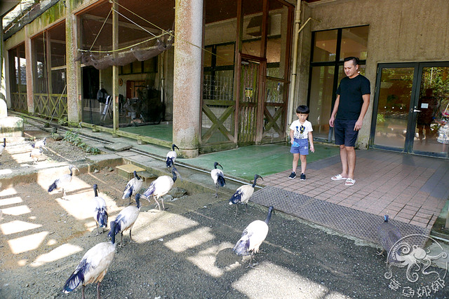 沖繩北部景點【名護自然動植物公園】復古小火車鐵道繞行餵食與探索，鳥類餵食區數量驚人！可以近距離與小動物接觸的親子景點！還能看到水豚君喔！ @章魚娜娜 ∞ 玩味生活