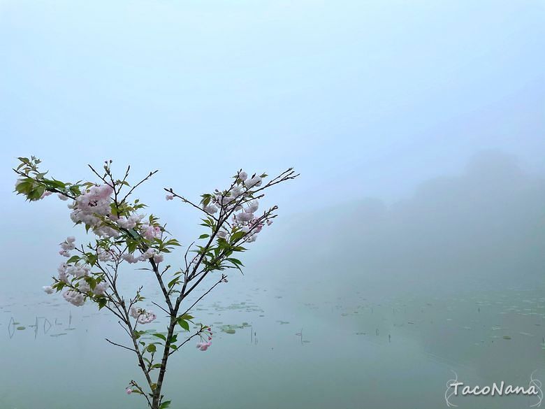 苗栗南庄景點》向天湖│賽夏族聖地，環湖一圈只要25分鐘 ，感受仙境般的美。起霧真的是一瞬間的事。 @章魚娜娜 ∞ 玩味生活