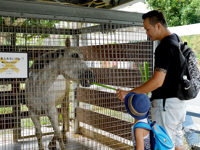 沖繩中部 親子景點【沖繩兒童王國】Okinawa Zoo小巧豐富的兒童王國，近距離接近可愛動物，便宜又乾淨的動物園，四歲以下免費喔！ @章魚娜娜 ∞ 玩味生活