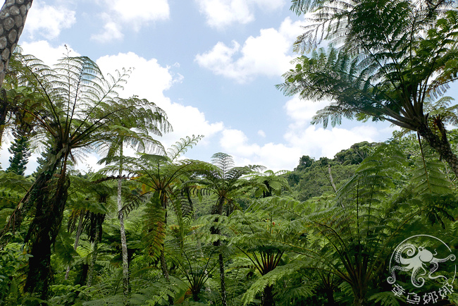 沖繩名護 親子景點【DINO恐龍PARK】山原亞熱帶之森，歡迎進入侏儸紀世界，充滿原始森林與熱帶雨林氛圍！與恐龍接觸零距離！ @章魚娜娜 ∞ 玩味生活